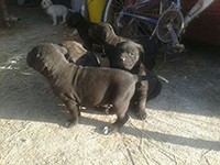 cuccioli cane corso